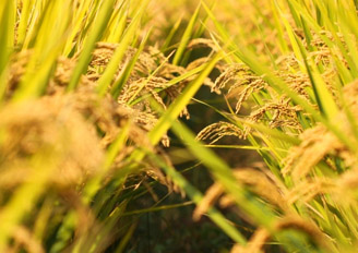 国庆期间 江苏无锡稻米价格略有下滑