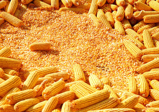 中国玉米供需状况及政策调控