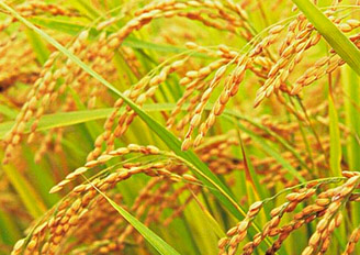 10月13日国内粮食主产区稻米市场动态