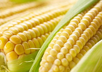 玉米深加工业“痛点”亟待解决