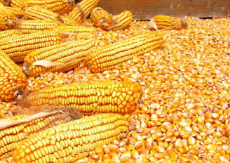 安徽玉米价格遭遇“过山车”