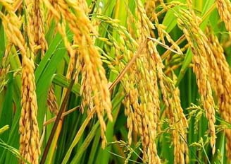 新稻陆续上市，稻价会涨吗？